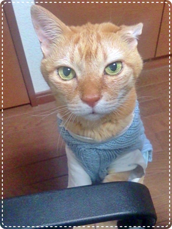 人とペットのカウンセラー 動物対話士 加藤あや