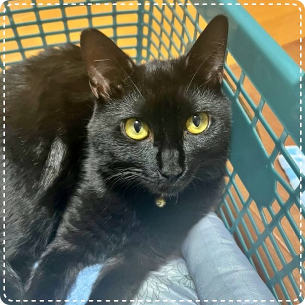 人とペットのカウンセラー 動物対話士 加藤あや