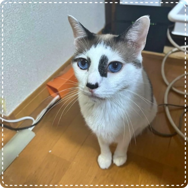 人とペットのカウンセラー 動物対話士 加藤あや