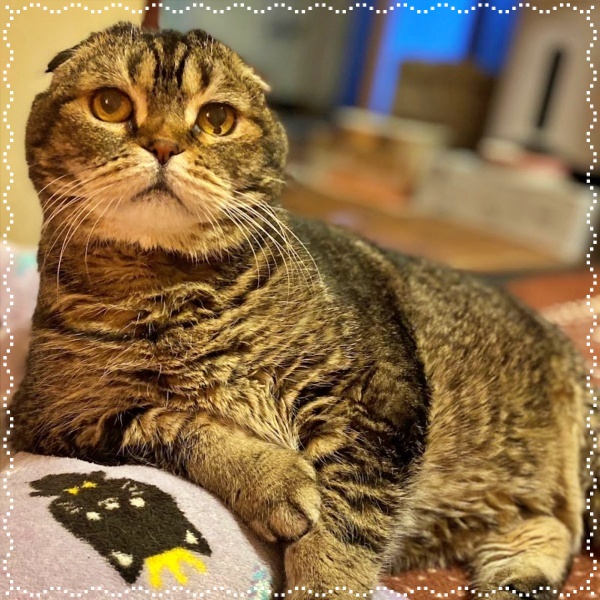 人とペットのカウンセラー 動物対話士 加藤あや