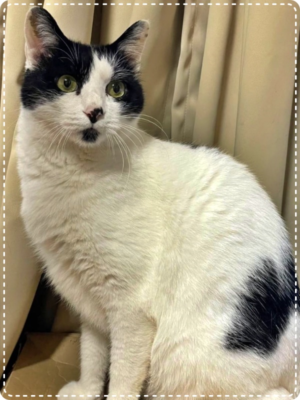 人とペットのカウンセラー 動物対話士 加藤あや