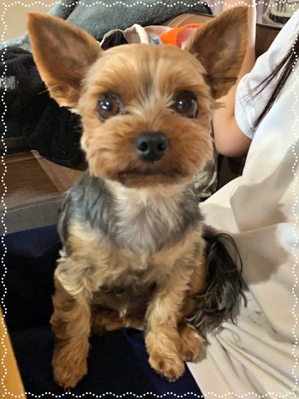 人とペットのカウンセラー 動物対話士 加藤あや