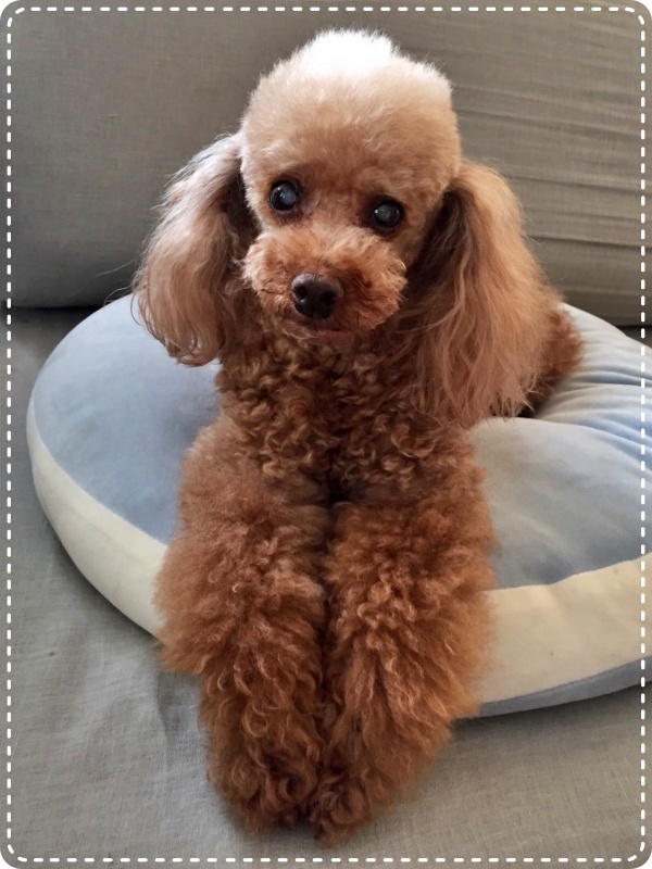 人とペットのカウンセラー 動物対話士 加藤あや