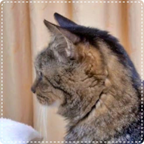 人とペットのカウンセラー 動物対話士 加藤あや