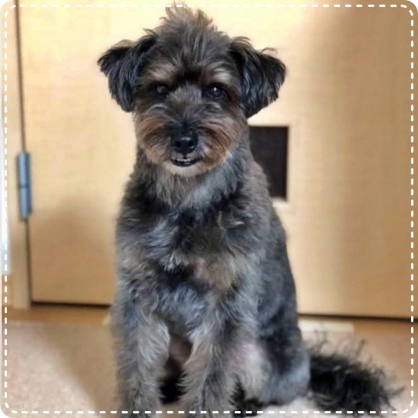 人とペットのカウンセラー 動物対話士 加藤あや