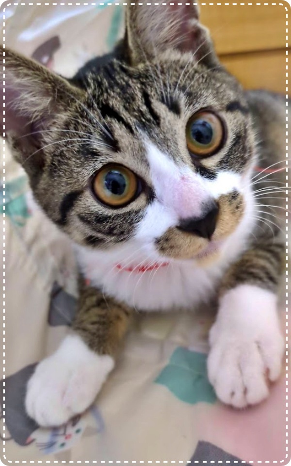 人とペットのカウンセラー 動物対話士 加藤あや