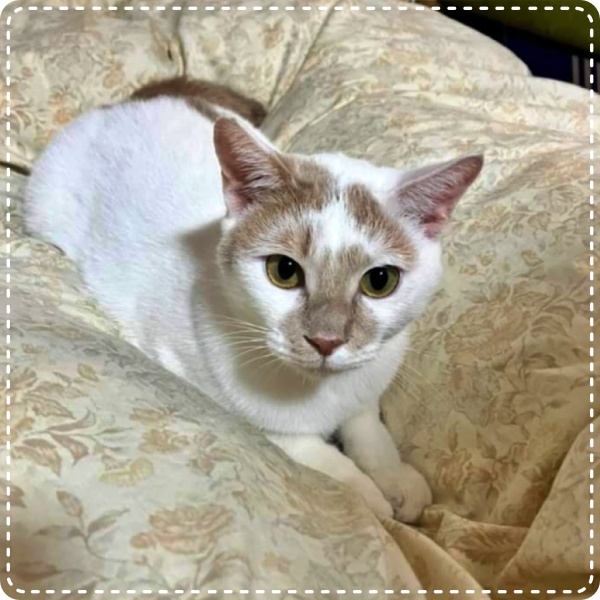 人とペットのカウンセラー 動物対話士 加藤あや