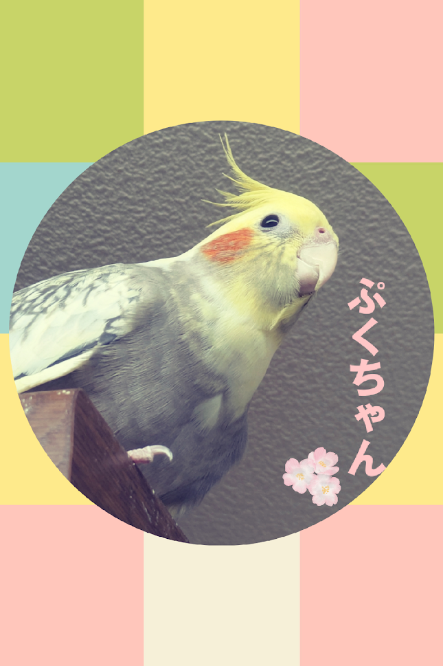 オカメインコ 動物対話士 加藤あや セッション