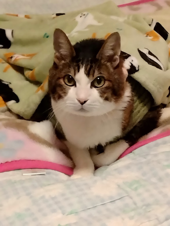 動物対話士　アニマルコミュニケーション　加藤あや　犬猫鳥ウサギ他